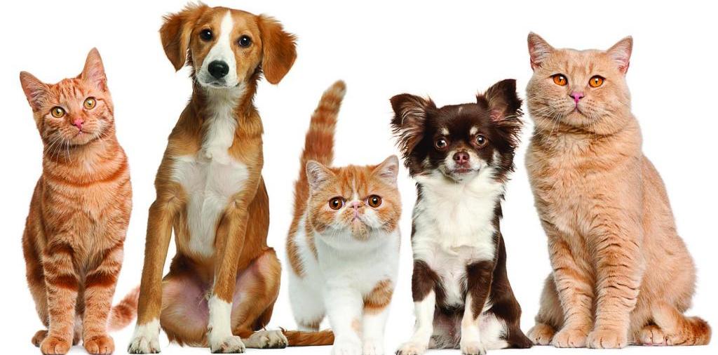 Доска объявлений о животных | ЗооТом - продажа, вязка и услуги для животных в Торопце