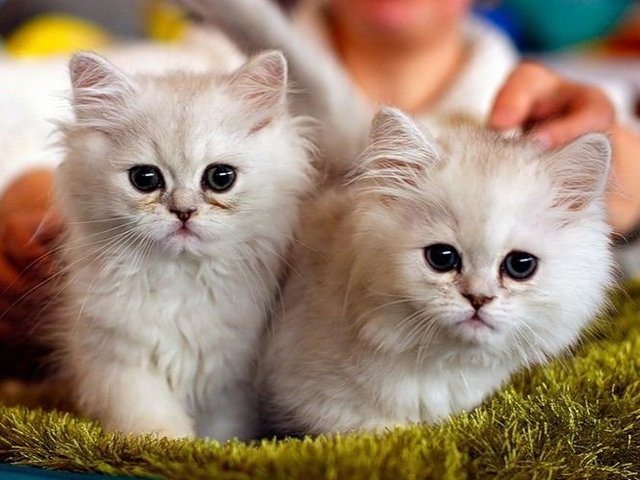 Породы кошек в Торопце | ЗооТом портал о животных