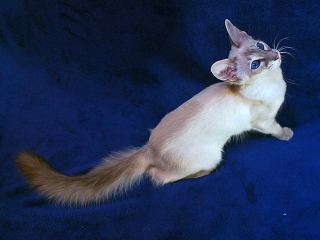 Выведенные породы кошек в Торопце | ЗооТом портал о животных