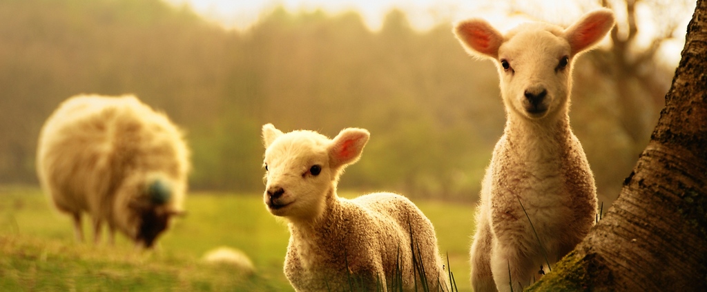 Объявления о сельскохозяйственных животных | ЗооТом - продажа, вязка и услуги для животных в Торопце