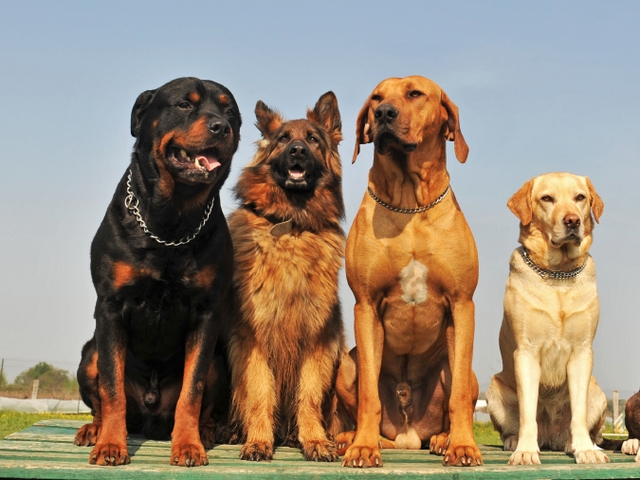 Крупные породы собак в Торопце | ЗооТом портал о животных